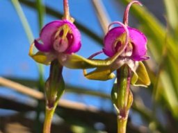 Disperis capensis var. capensis flowers